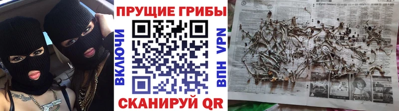 Галлюциногенные грибы Psilocybe  Купить  Белая Калитва 